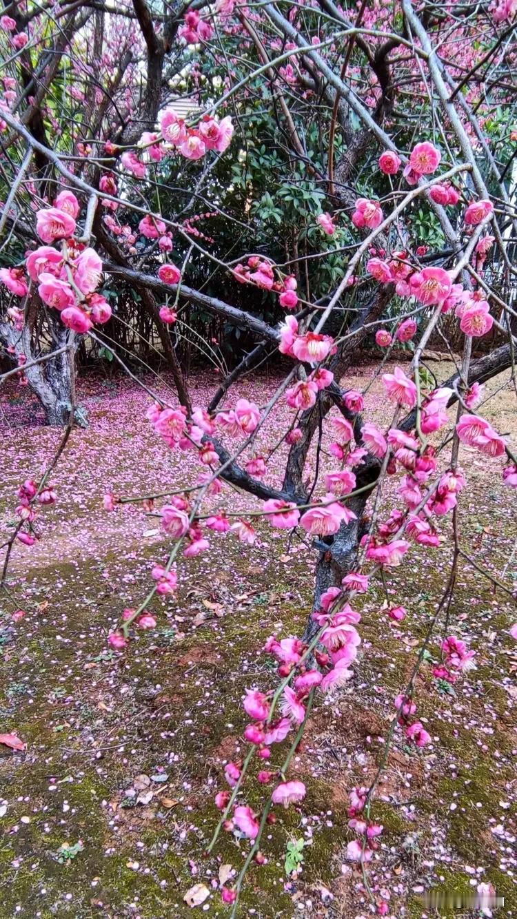 忆秦娥  .  初春
作者：黄爱国（诗酒涵）湖南

梅花落。百花争艳春初觉。春初