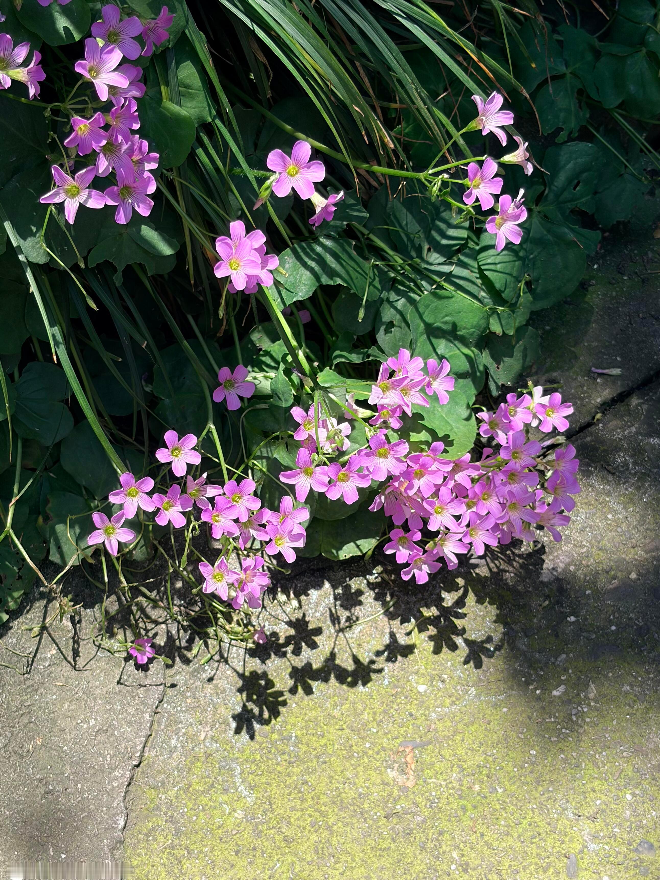 OK 📸/ 𝐭𝐚𝐤𝐞 𝐩𝐡𝐨𝐭𝐨𝐬 ⁾⁾活在自己的取景框里