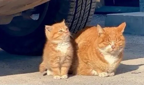 只要有妈妈在，我就不是流浪猫（傲娇脸）​​​