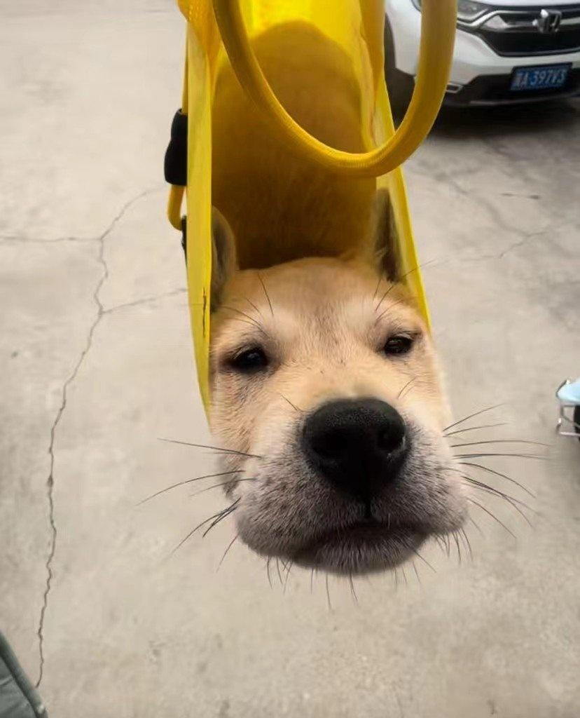 地狱空荡荡，恶魔在人家！可怜的小狗太忠义了！