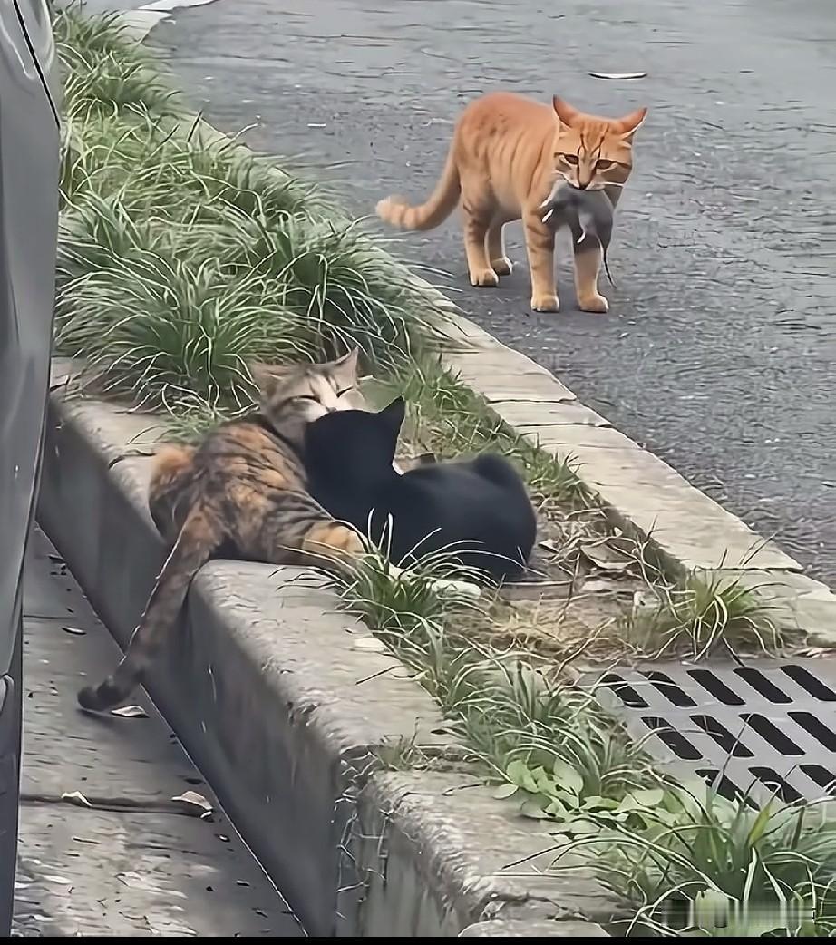 小猫要的爱情很简单，这么精彩的画面，你给配上一段吧。