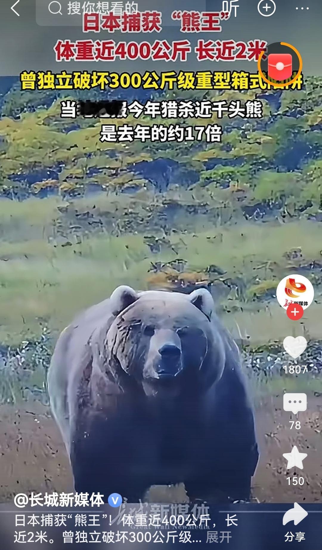 体重近400公斤这头“熊王”真是大自然的神奇造物！400公斤的体型透着野性力量，