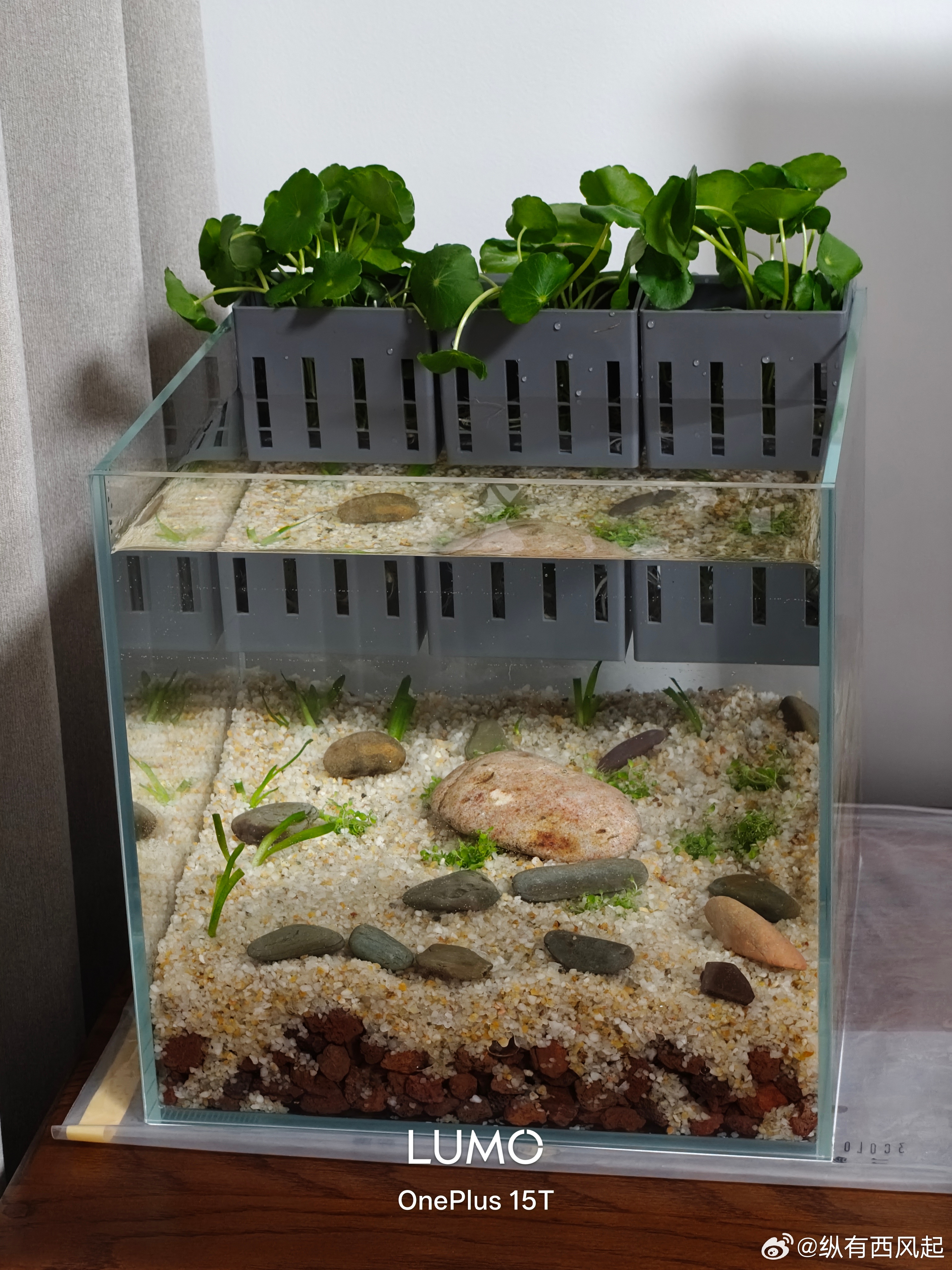 又开了个小生态缸，就种了点苦草和高珍珠，看看能养活不