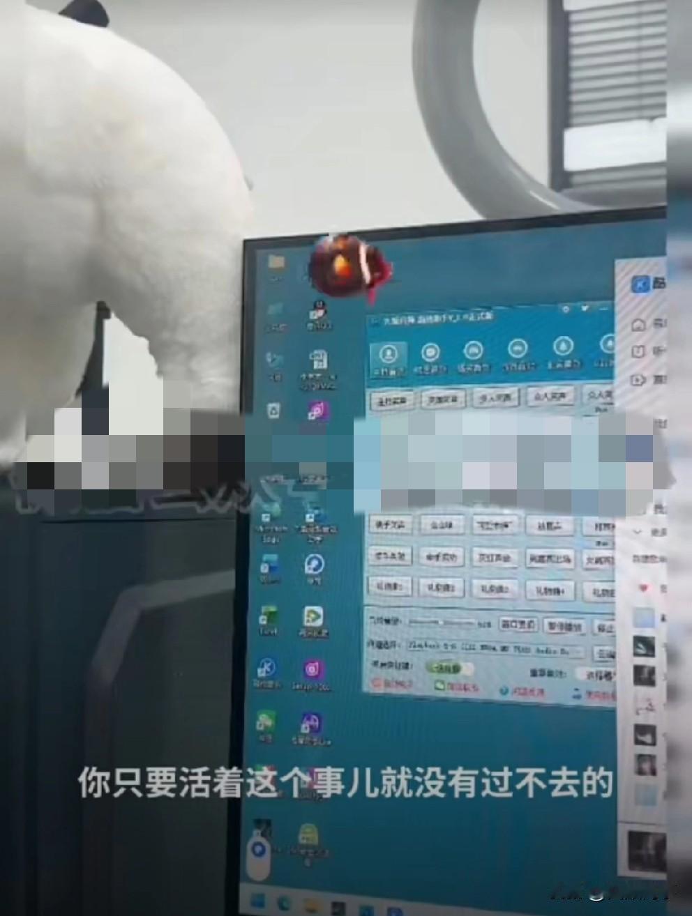 凌晨仙家洋心情大好再拿艺人ks账号开播，感叹自己人生经历了太多坎坷！

    