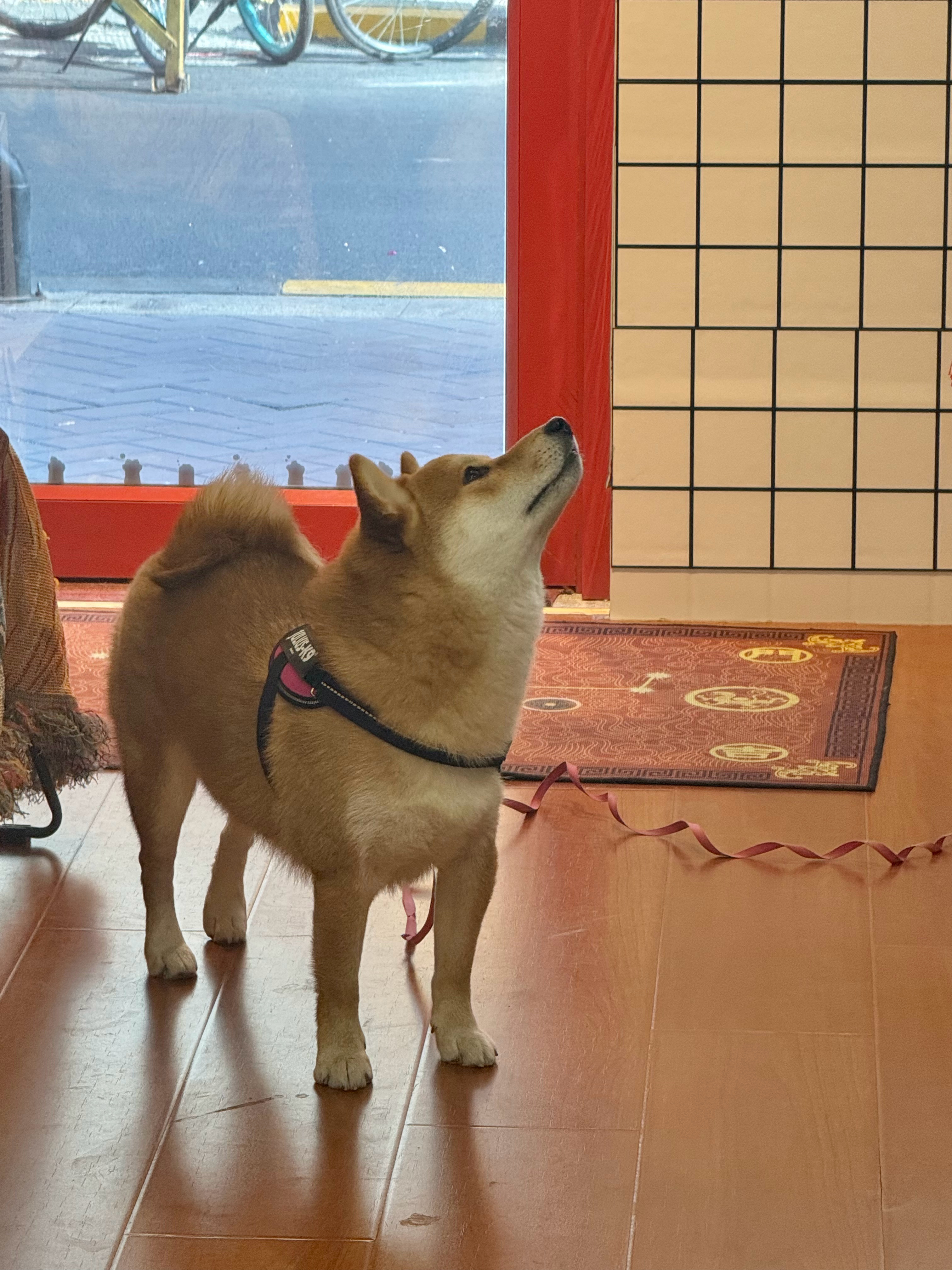 找了一间社区咖啡馆店里有狗狗和猫猫装修的很家居感没啥人 很安静就这样静静地发发呆
