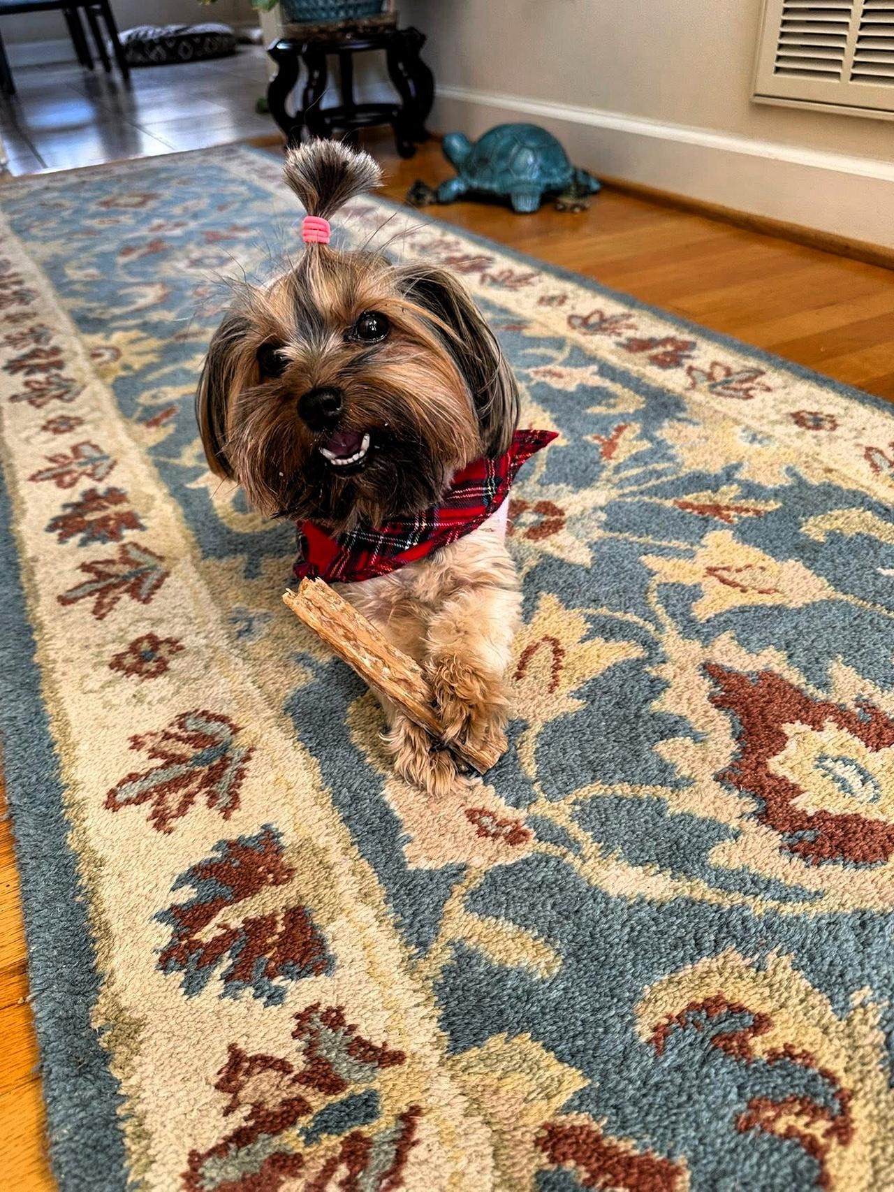 超萌约克夏新年快乐特写🎆🎈🎉😄❤️