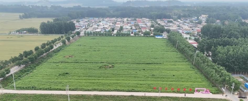 好家伙！聊城东阿这两天可热闹坏了！你看这水晶吊灯亮堂堂的会场，专家们正围着艾草聊