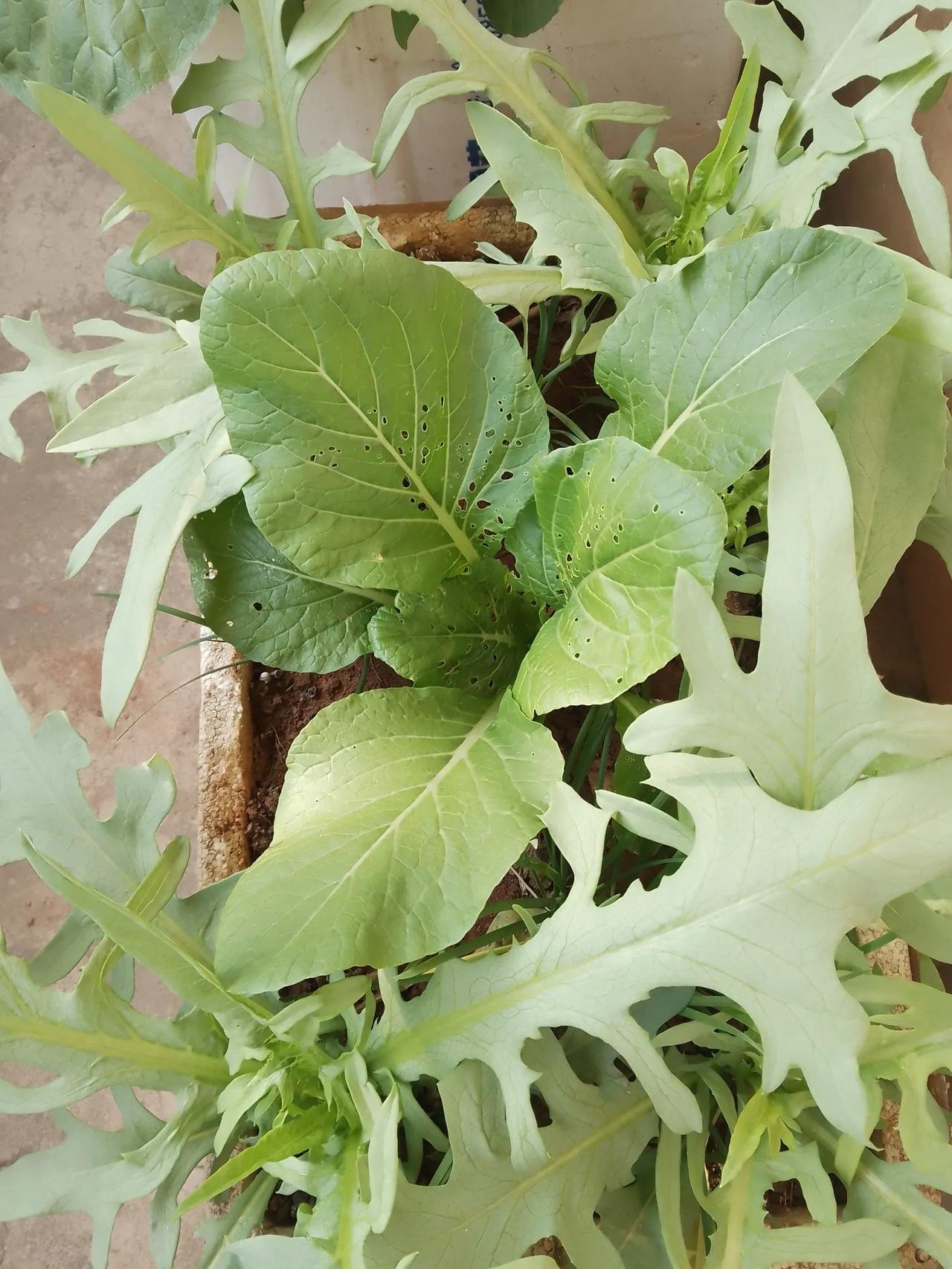 中间这个巨无霸已经露出了它的锋芒，四角的唛菜已经被迫让路，估计到大年初一，就可以