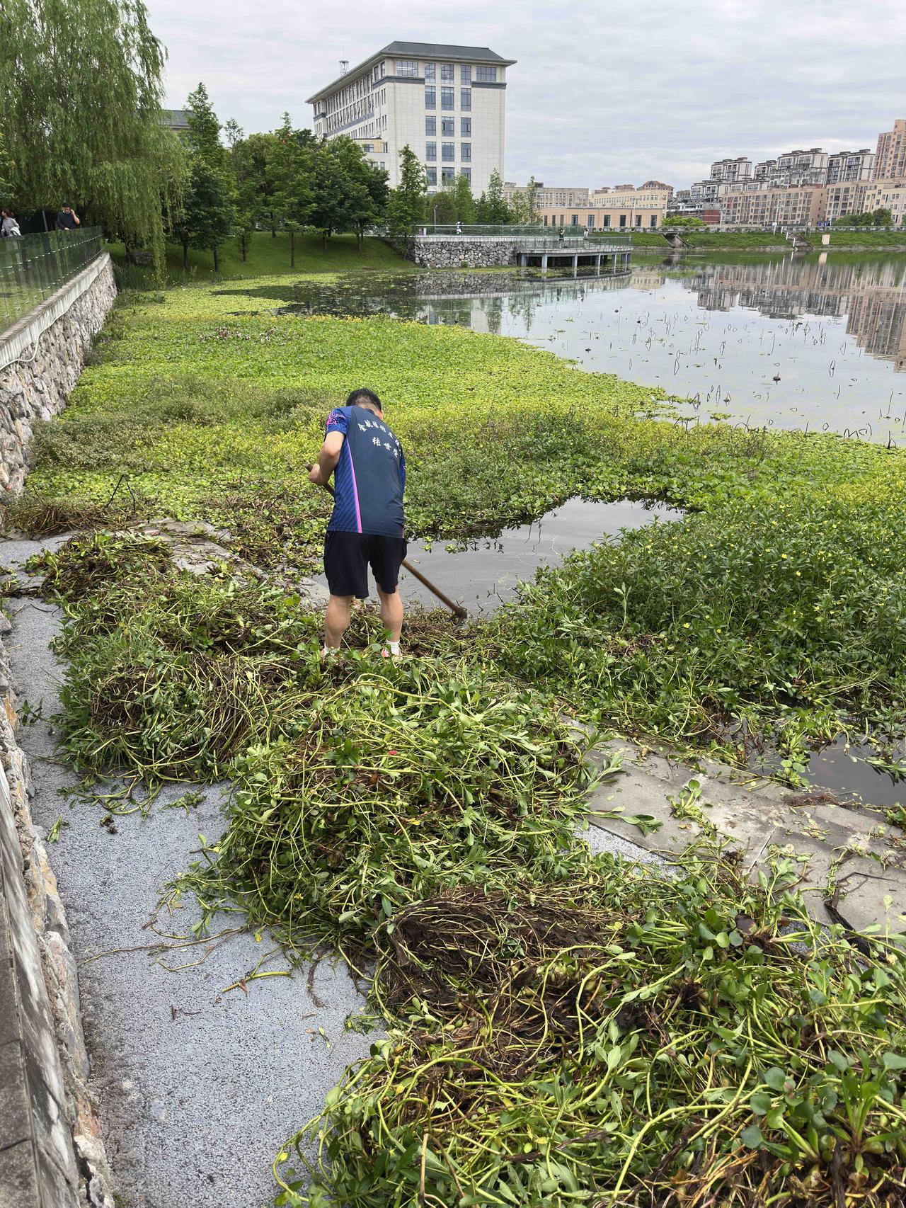 名叫金潭的这一个角落，本来是种植了不少睡莲的，花开的时候，很美很美。

可是不知