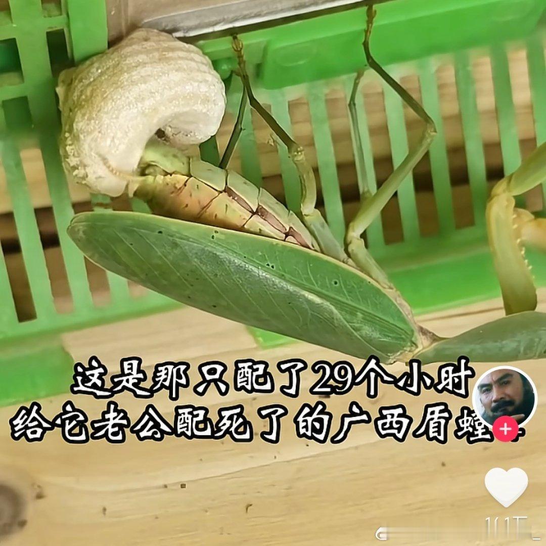 什么叫配种配了29个小时 