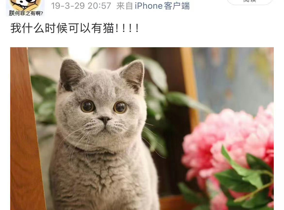 七年前发的 没想到真的领养到一只圆头圆脑的浅灰色猫咪“I didn't know