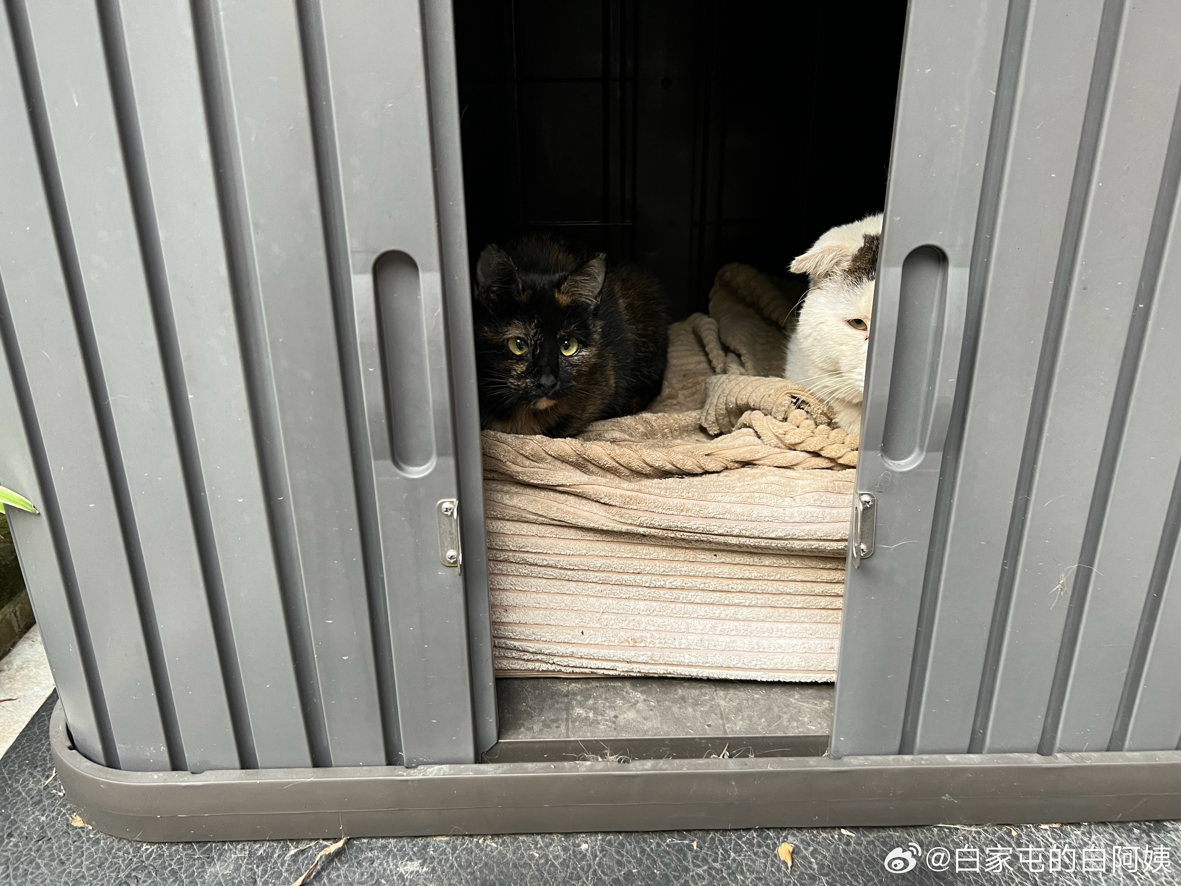 二毛籁：看什么看[怒骂] ​​​