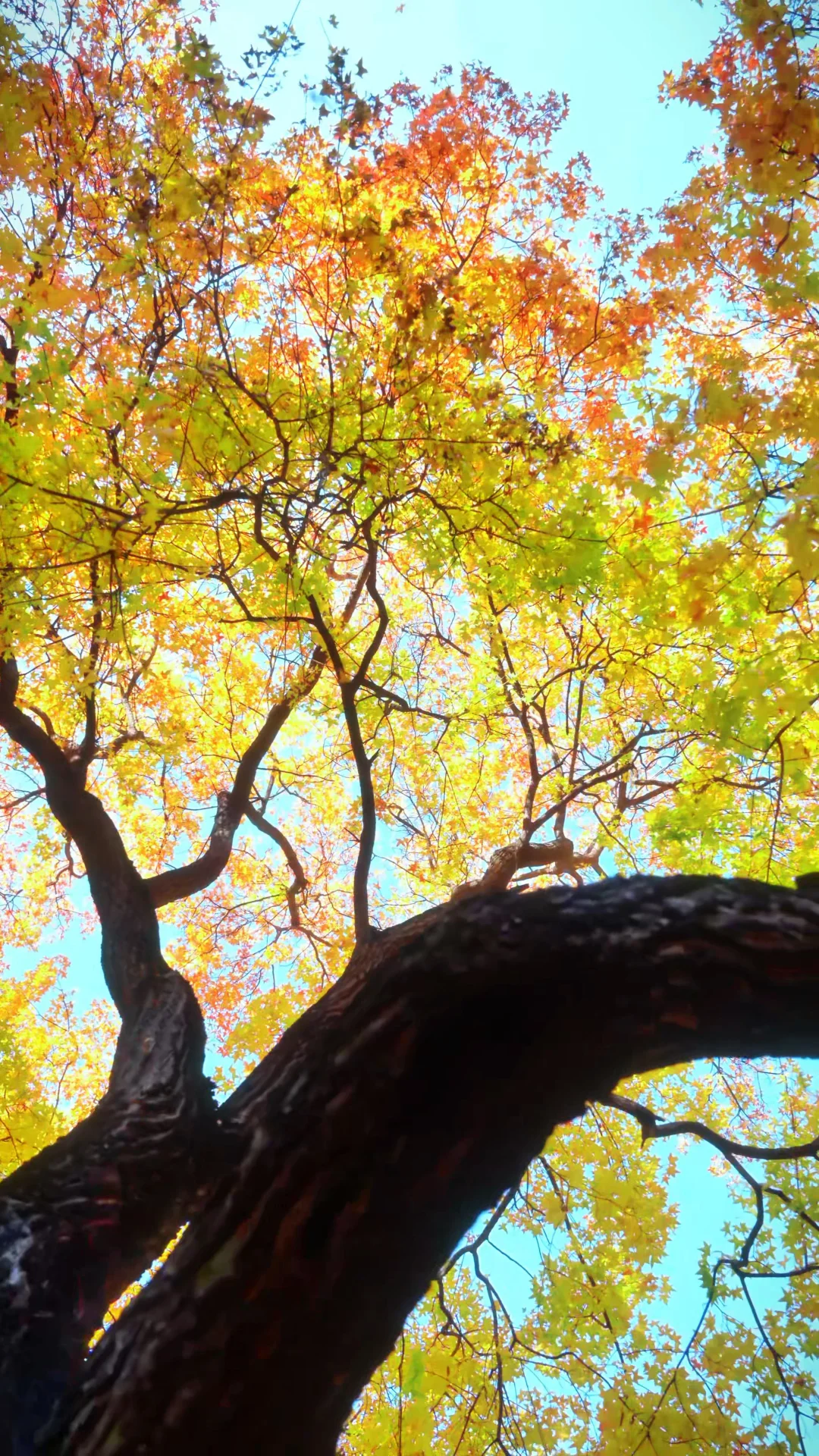 一棵树，就是一场盛大的秋天～live