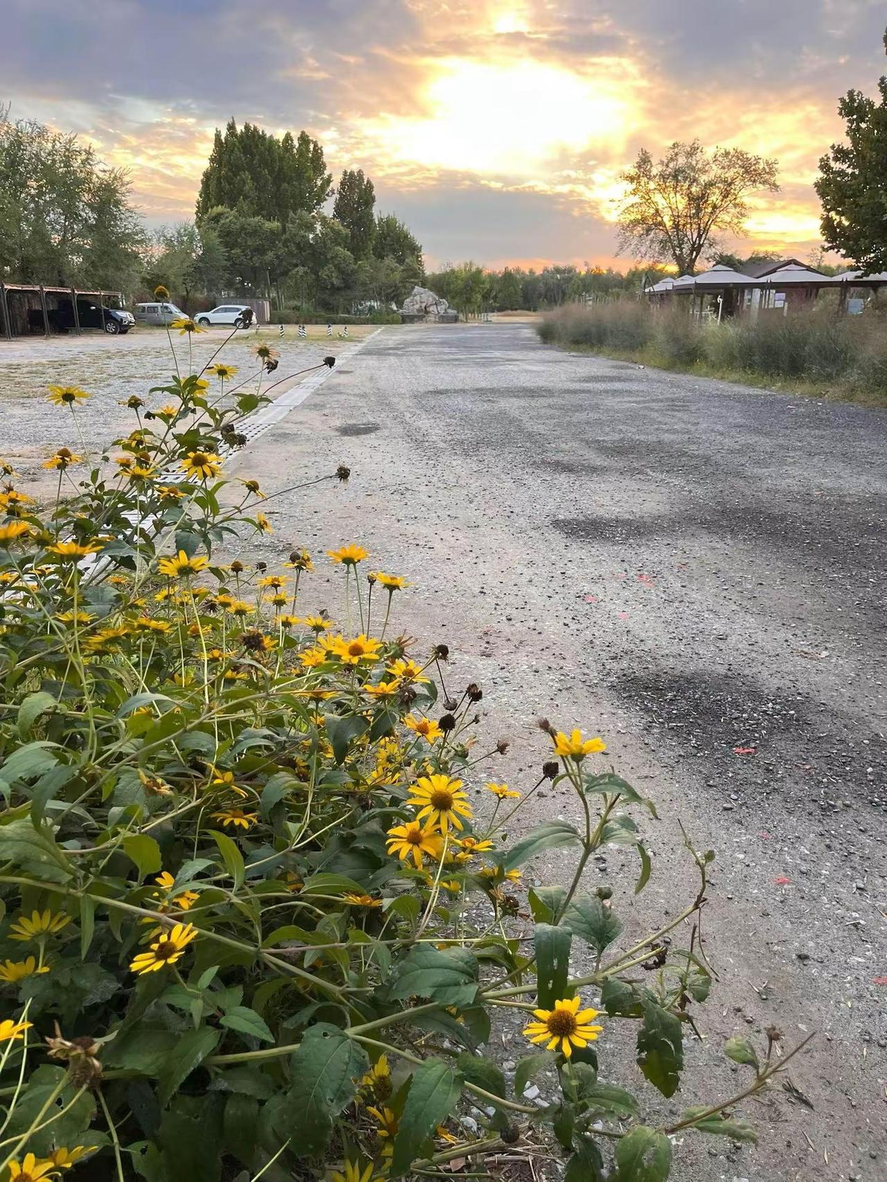 夕阳无限好，只是近黄昏路边风景分享 慢生活氛围感 旷野的风与花 治愈系风景