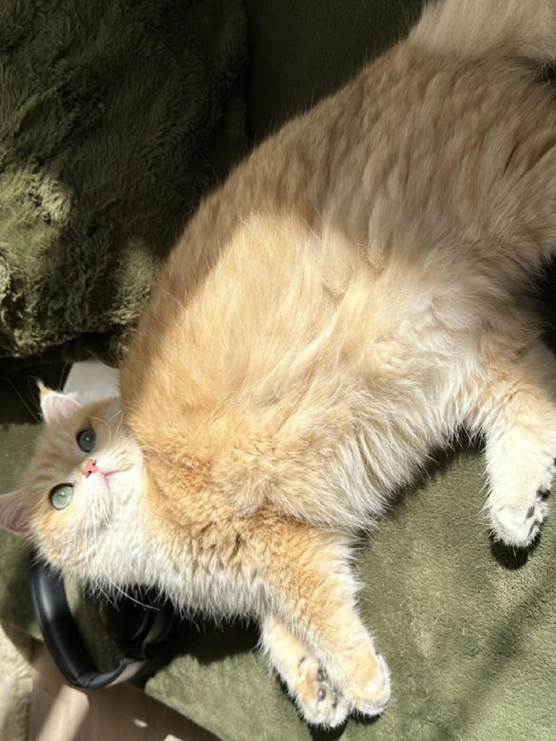 养出漂亮修猫咪的秘籍，拿捏住了！