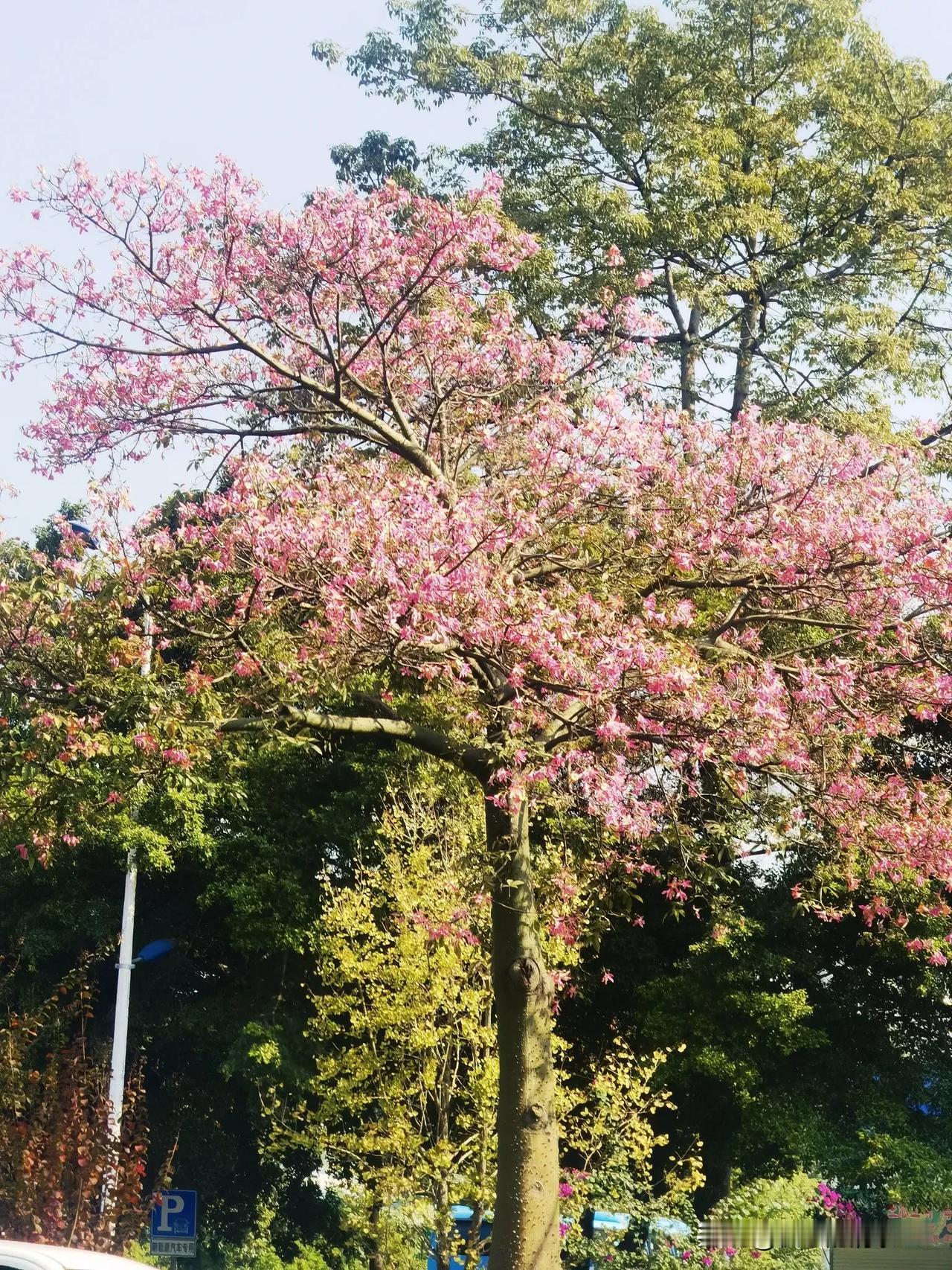 今天中午时，拍于家门口大道旁的风景，景色也不错哈。