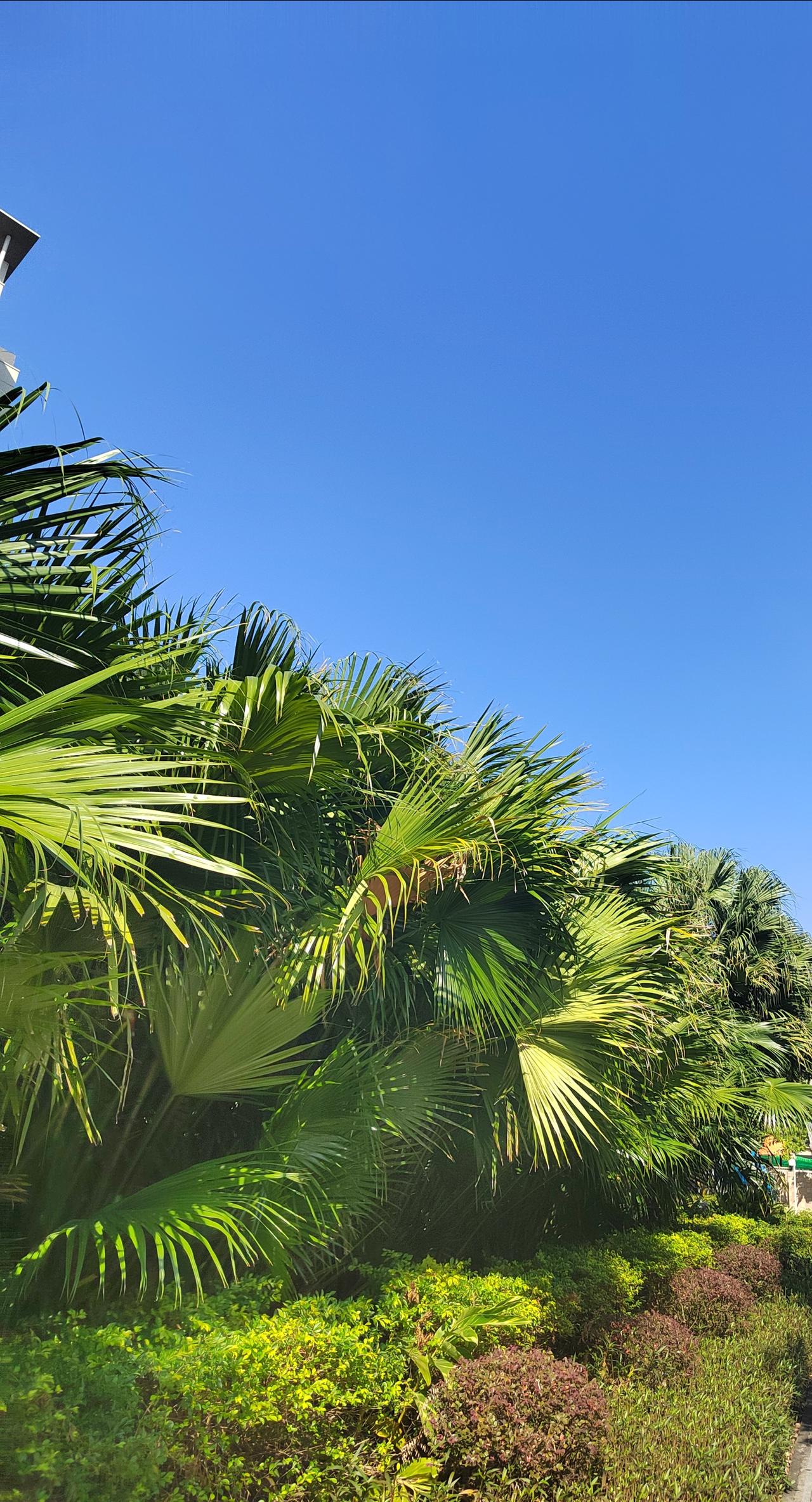 晴朗的天空像块透亮的蓝玉，连一丝云絮都舍不得飘来打扰。阳光泼洒在柏油路上，映得街