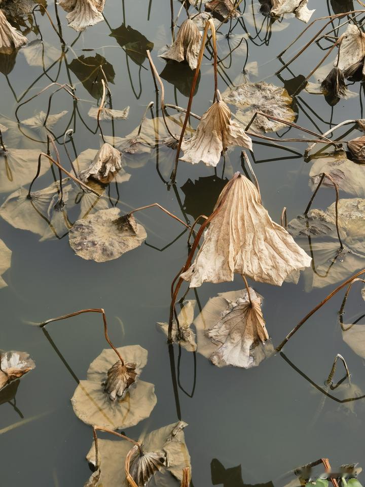 特朗普外交又乱套？比利时怒召美大使，白宫却在忙着“大表白大表功”！

今天，比利