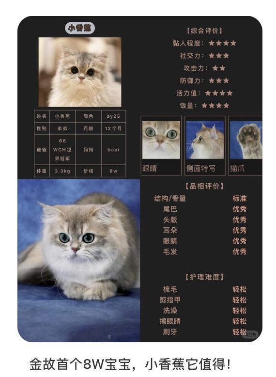 一只猫，夺少？ 