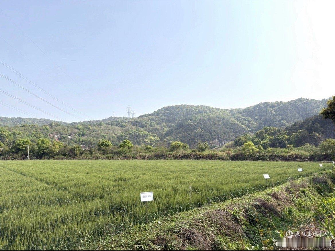 科学赋能智慧农业玉环新农人在行动 春耕时节，玉环新农人林子琪开设“小麦比武田”，