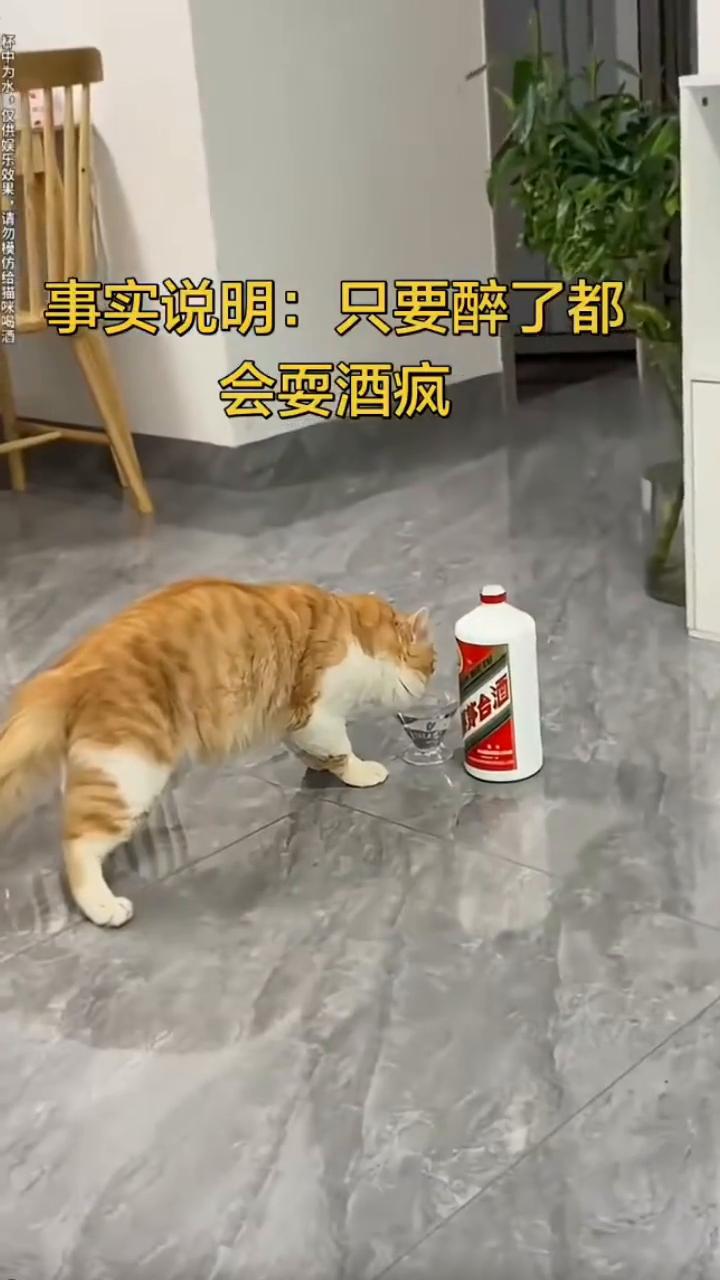 事实说明：只要醉了都会耍酒疯。
杯中为水，仅供娱乐效果，请勿模仿给猫咪喝酒。