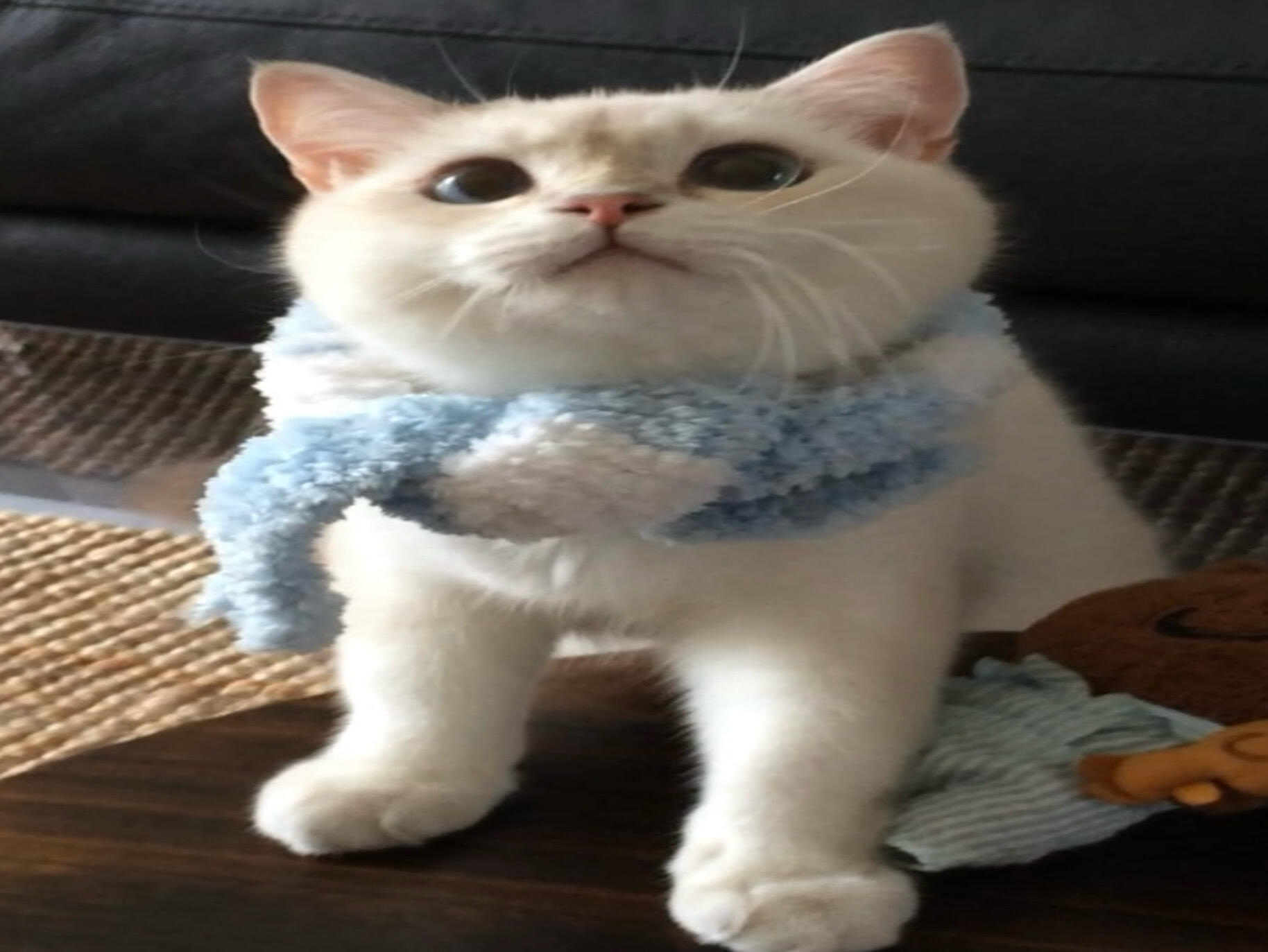猫zip. 