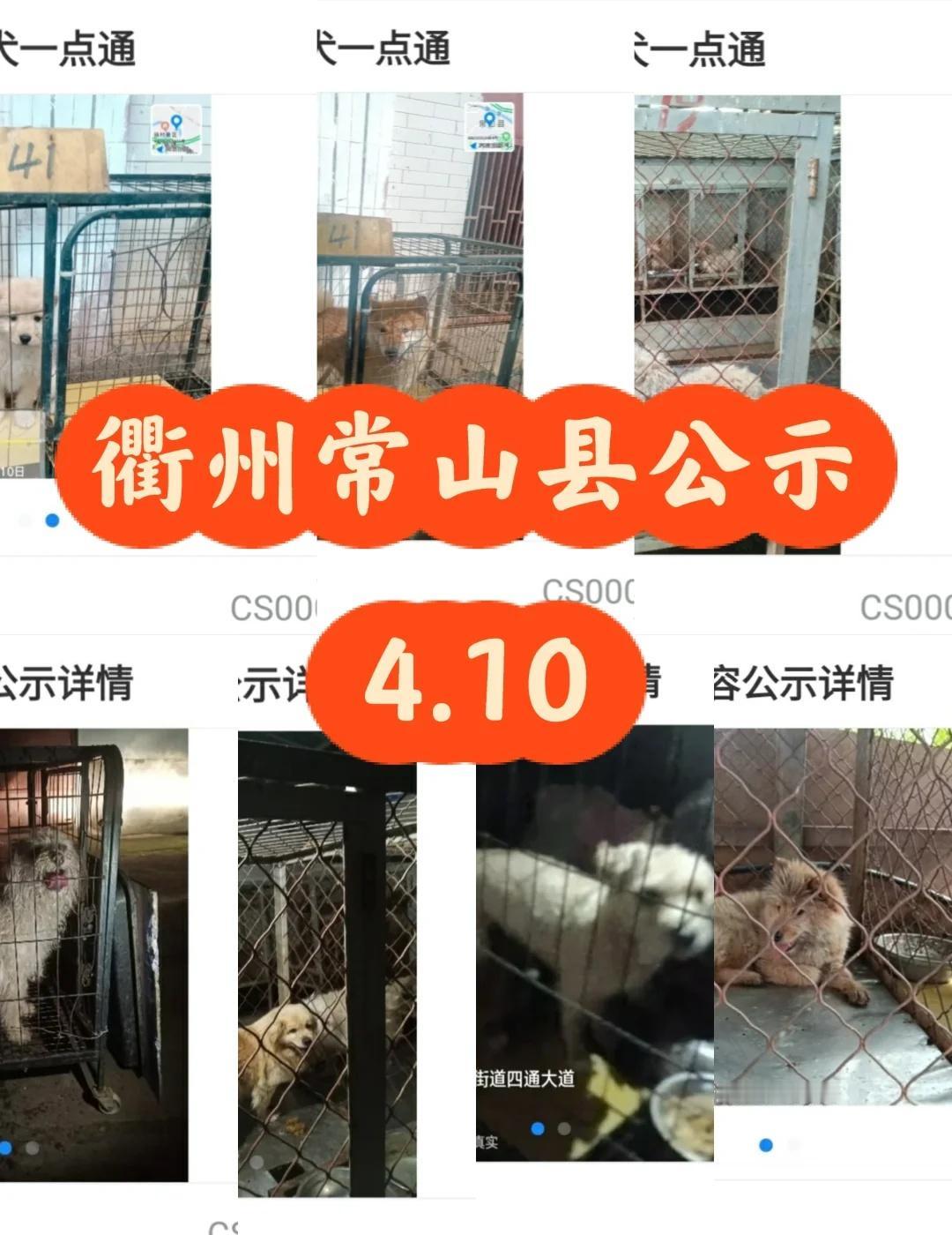 浙江浙里办衢州(常山县)2026.4月10犬只公示
常山寻狗
有新增3只，有5天