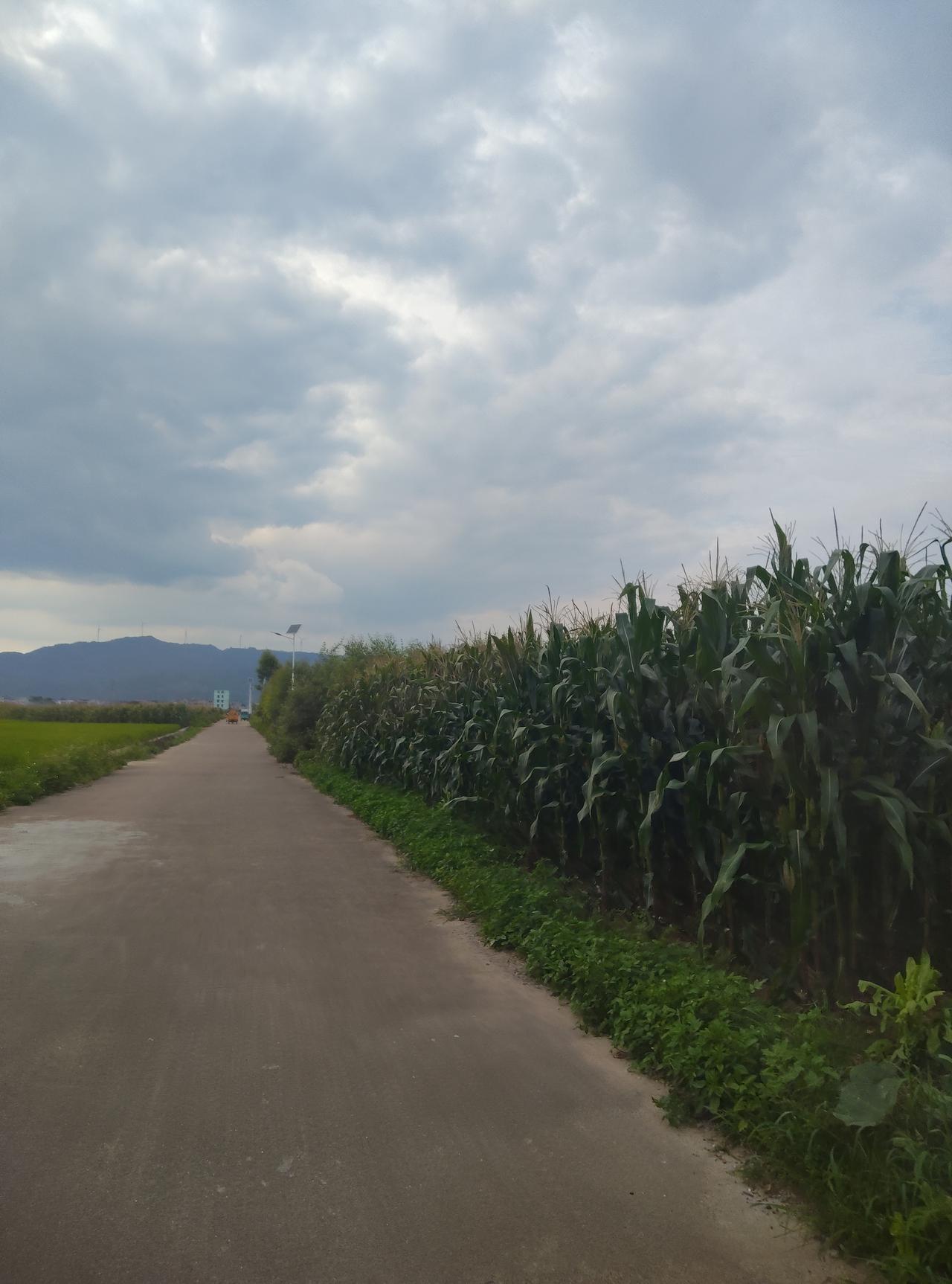 走在这条乡间小路上，看着两边的玉米地和稻田，突然觉得日子慢下来也挺好。没有车水马