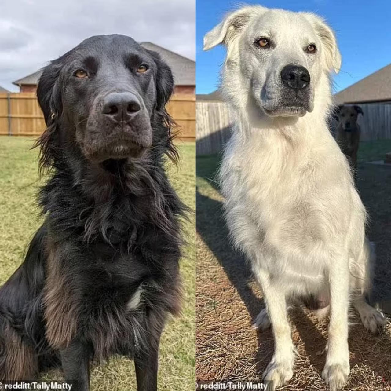 掉色的宠物犬？纯黑到纯白，只花了2年半，它经历了什么？
美国俄克拉何马州的马特·