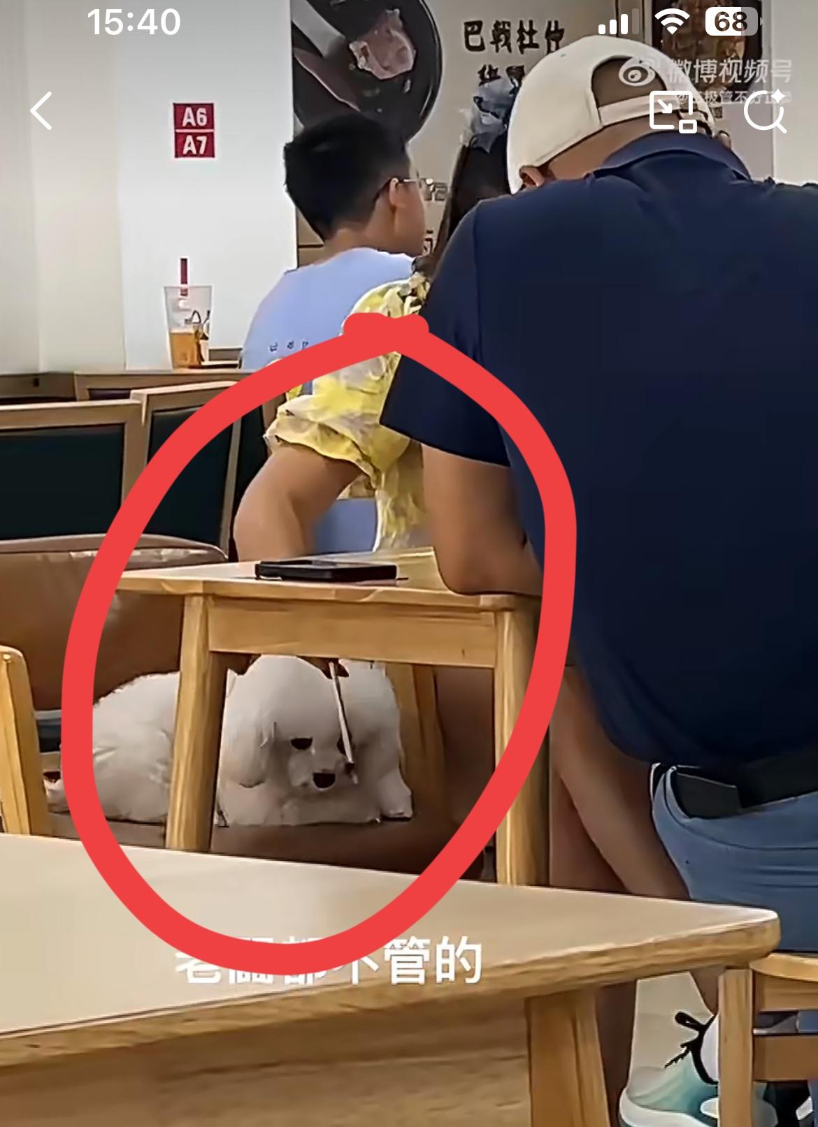 网友曝光东莞一快餐店恶心的一幕，女子用店里的公筷给狗喂排骨吃。在东莞一街边的快餐