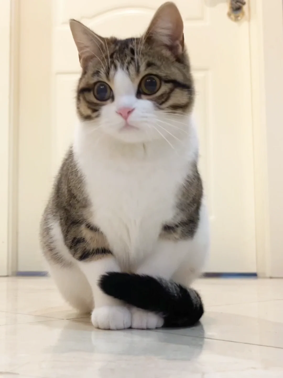 我养小萌猫，关猪什么事…