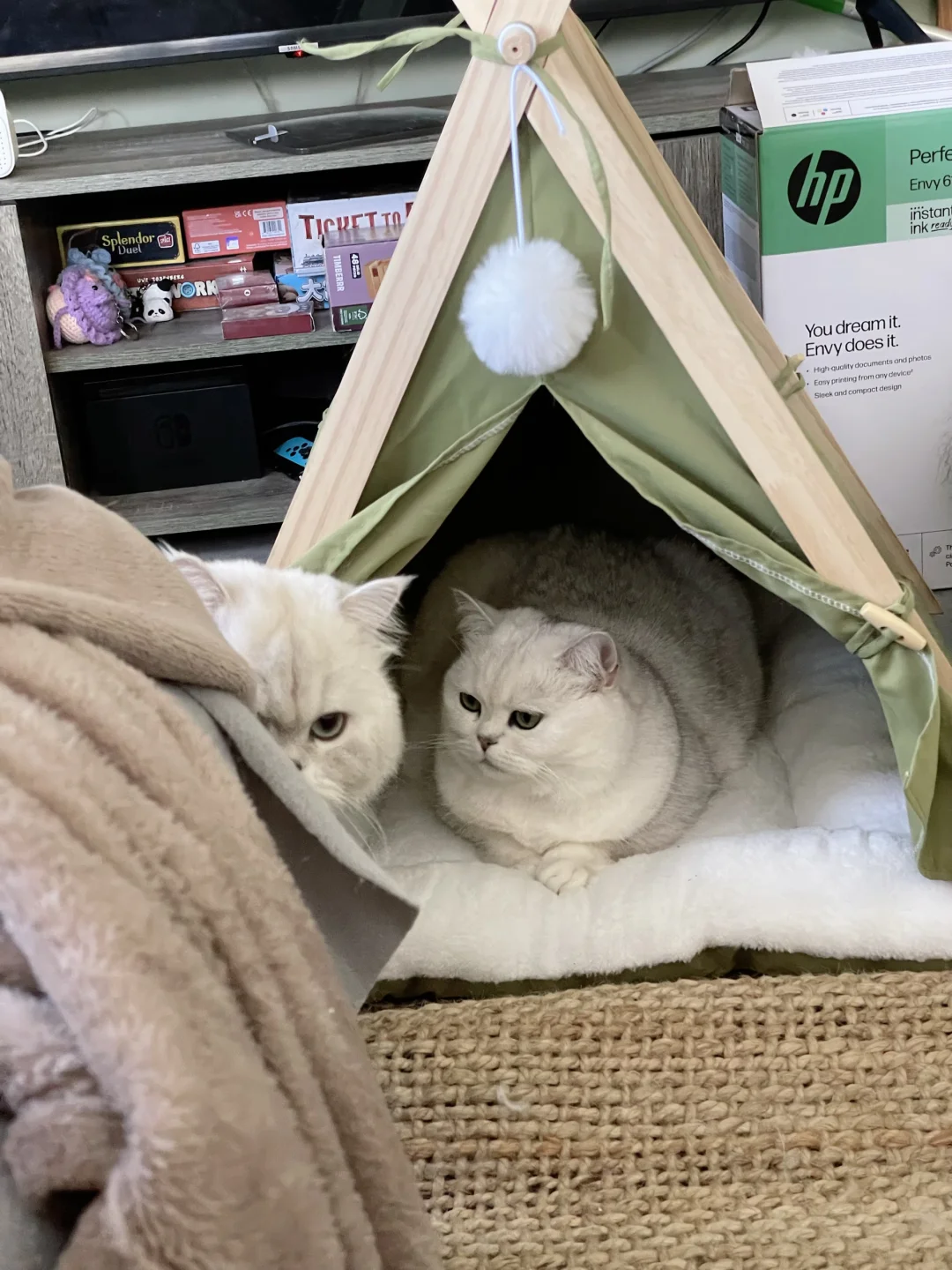 EcoPawPaw 日常分享｜家里乱成一锅粥了