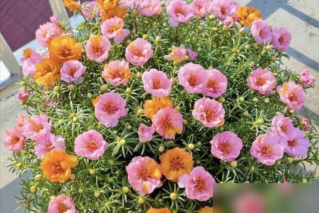 谁懂啊！阳台养对花真的能爽半年！

最近好多人在家种花卉添色彩，倒挂金钟、太阳花