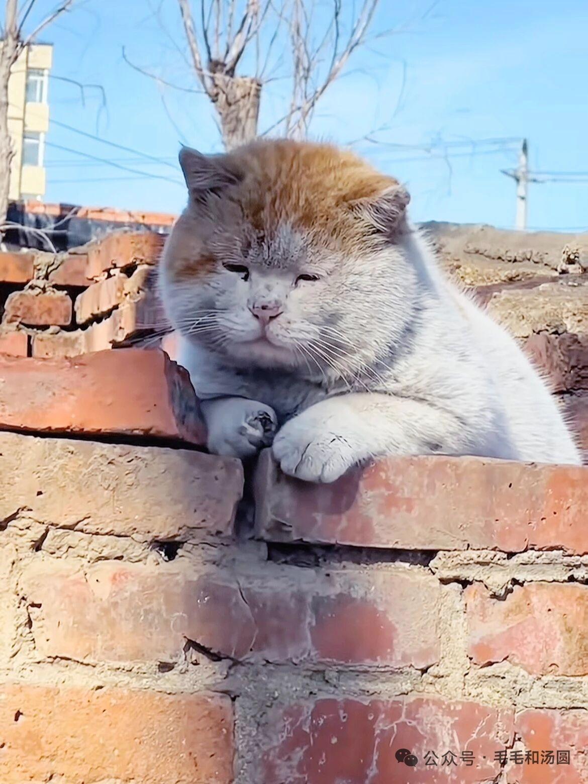 尽管“脏脏猫”走红了，尽管东营这座城市也火了起来，但“脏脏猫”的命运并未改变，它