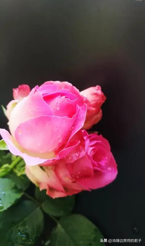 春日生活打卡季 春天一到，花儿们都争奇斗艳地开了，随手一拍都是绝美大片。在成都，