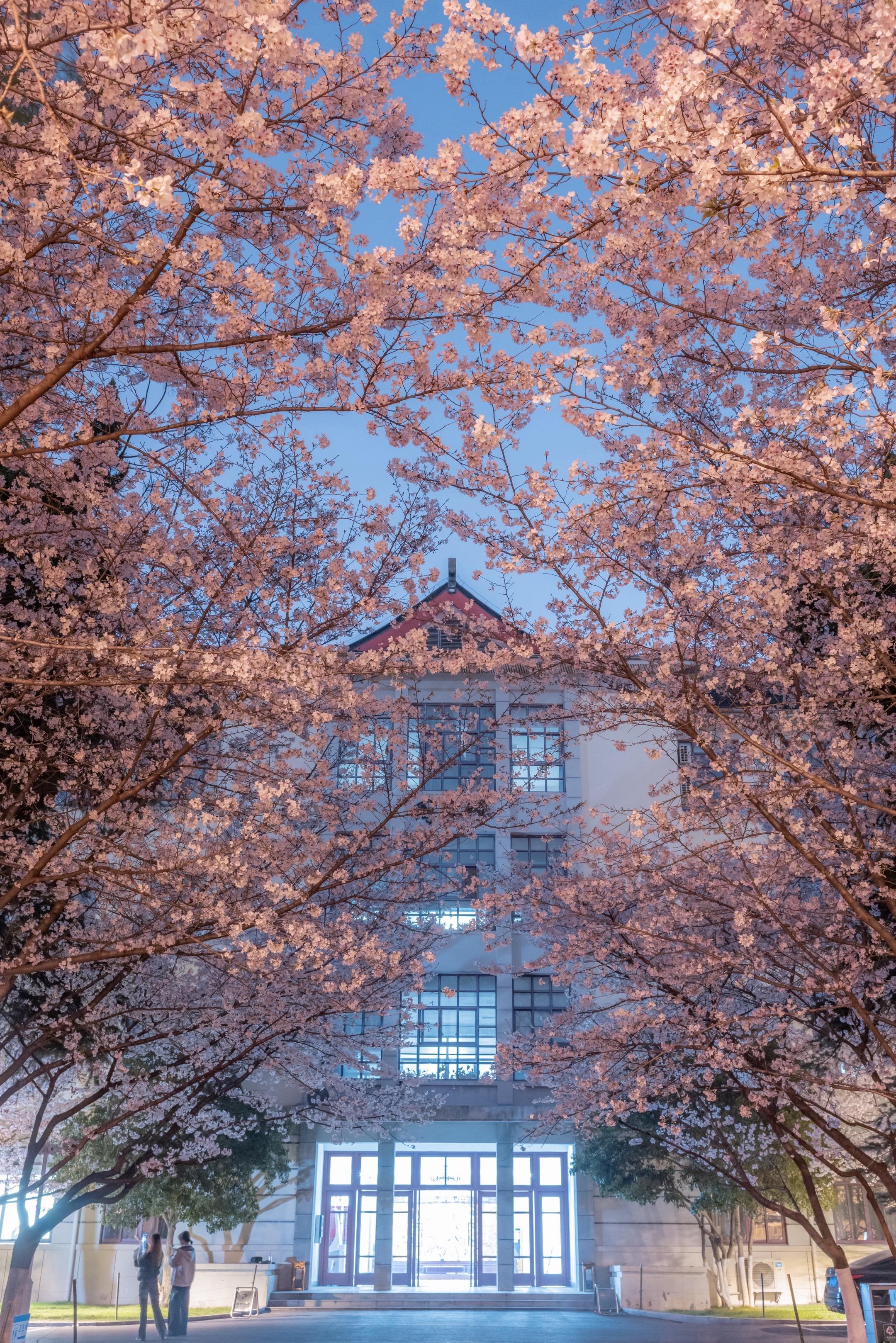 可惜你不来南京，不知道南林的樱花有多浪漫。终于等到你！南林的樱花进入最...