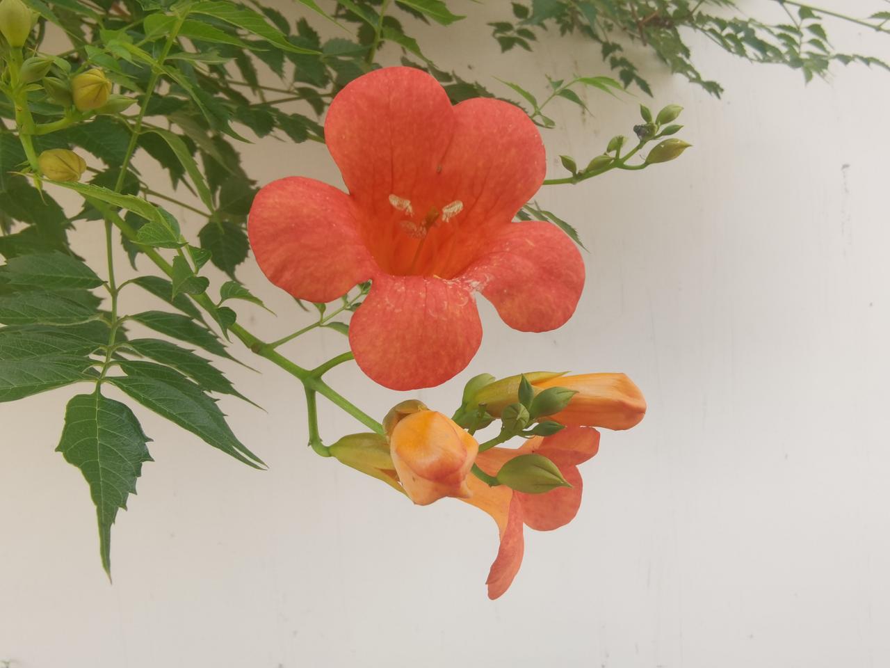 凌霄花也开了。