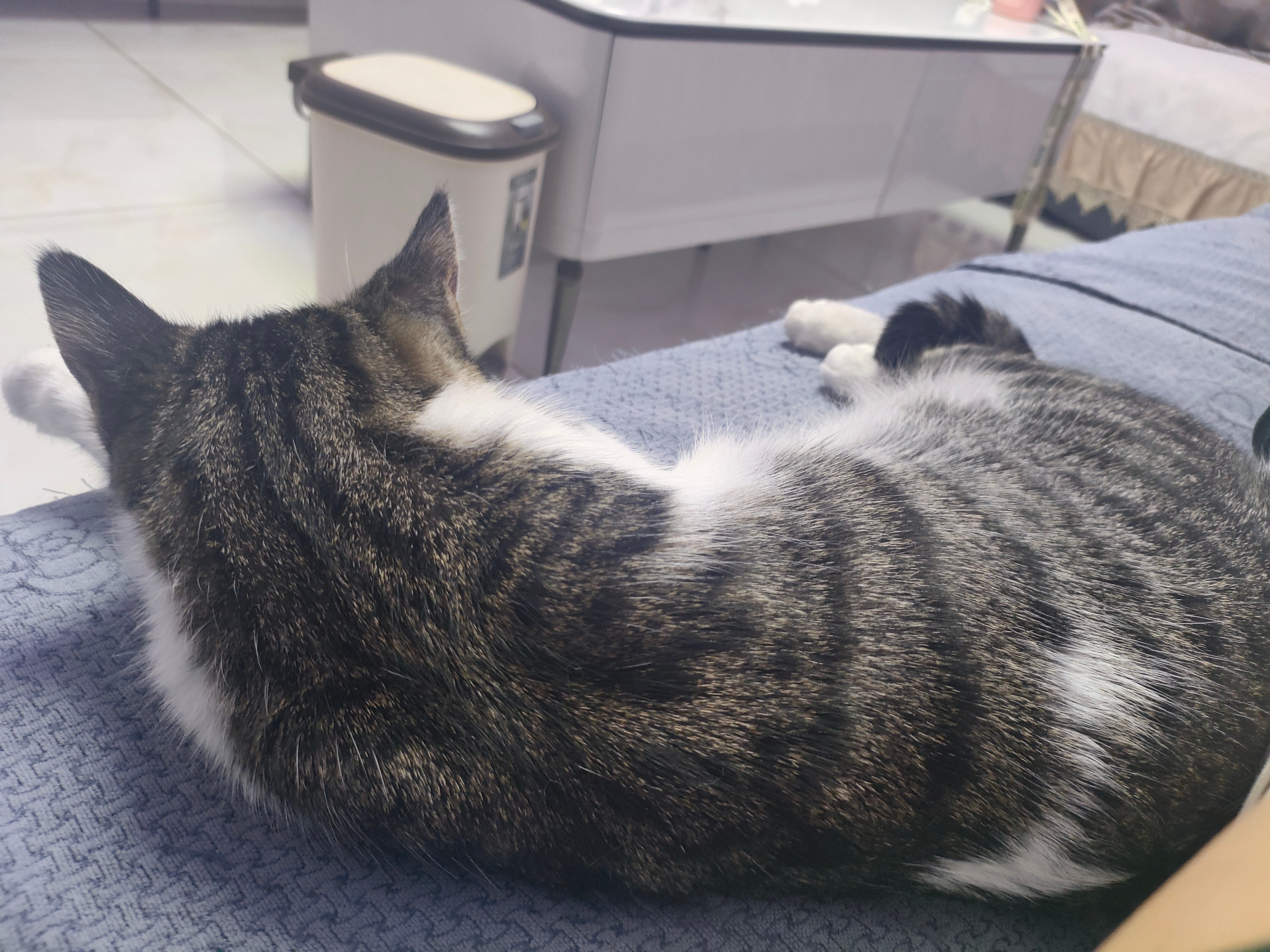 我的沙发搭子！只要我往沙发上一躺她保证在我身边躺着