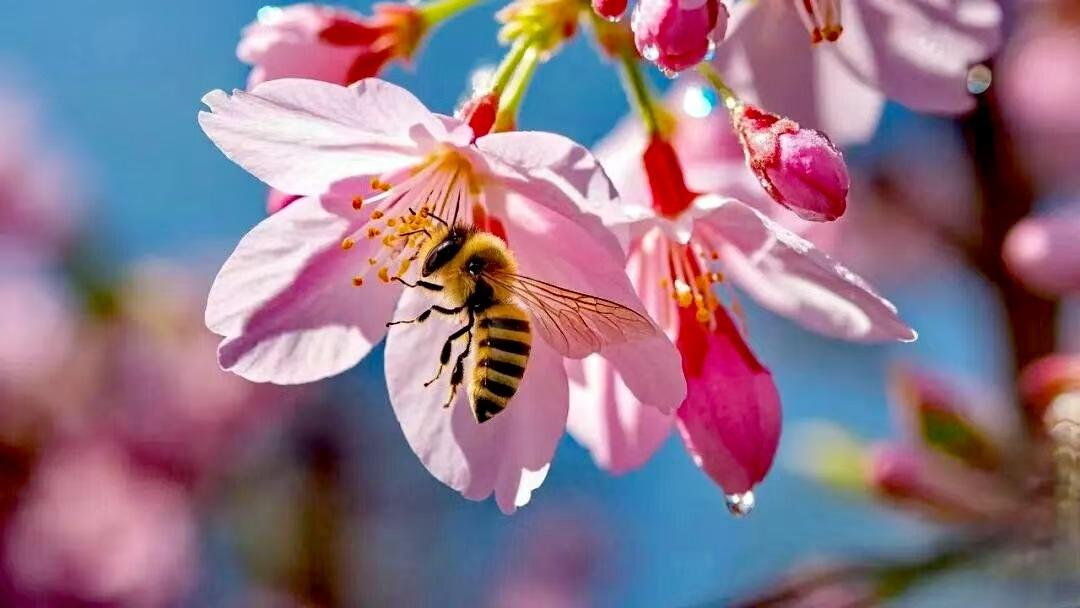 武汉“花讯” 
    🌸樱花是蔷薇科樱亚属植物的统称，多为落叶乔木或灌木，树