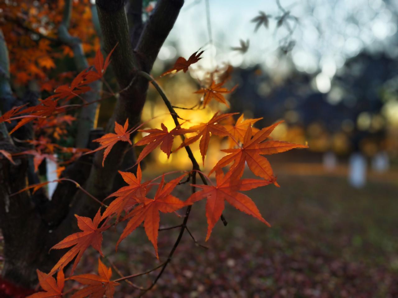 可以分享一张秋景树叶的照片吗抓住夕阳的余韵，顺便揪了一下秋的尾巴[马思纯的微笑]