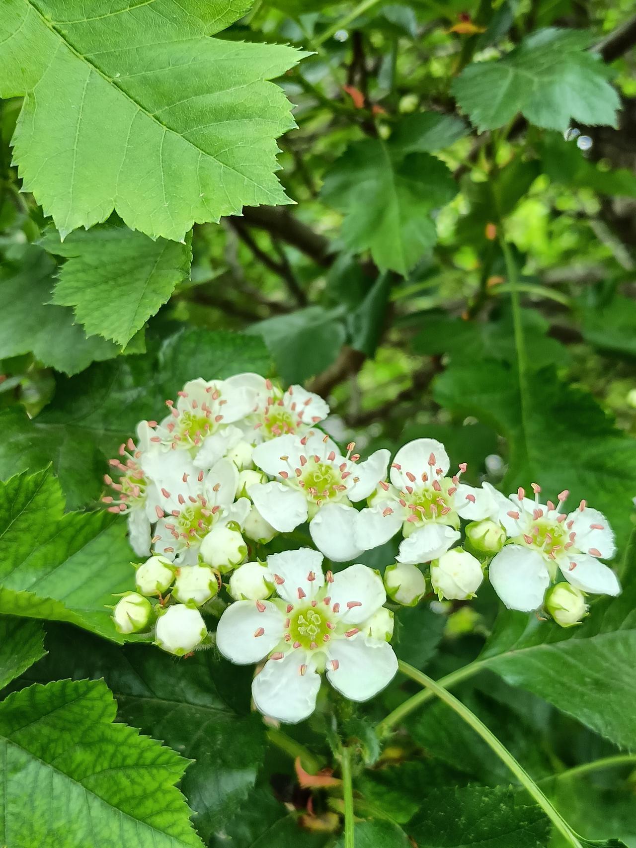 花儿这么美，
快来欣赏，
今日原相机拍摄，
洁白的山楂花，
红彤彤的月季，
粉色