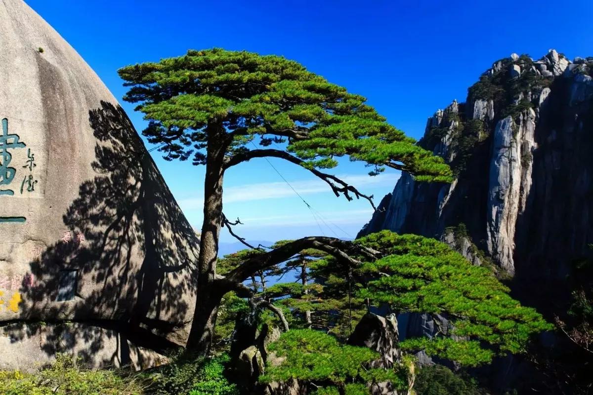 中国最珍贵的三棵树之一，黄山迎客松，据说已经有1000多年的树龄了。
也就是说，