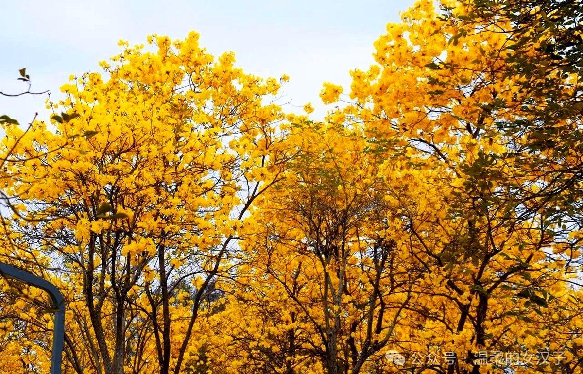 17个月的化疗和病房往返把一对本来“鸡娃加班两不误”的高知夫妻掰成了“病友外加陪