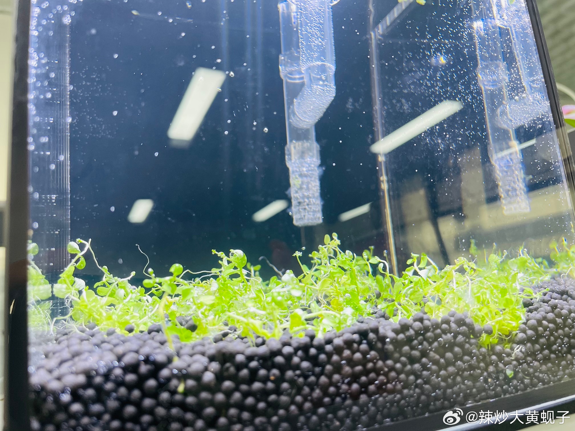 人类永远共情不了上一秒的自己。鱼都没养明白疯了心一样想养草缸。先开个小的试试水 