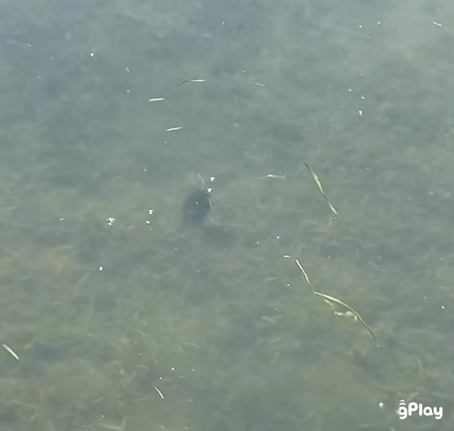小䴙pì䴘tī的轻功水上漂！ ​​​