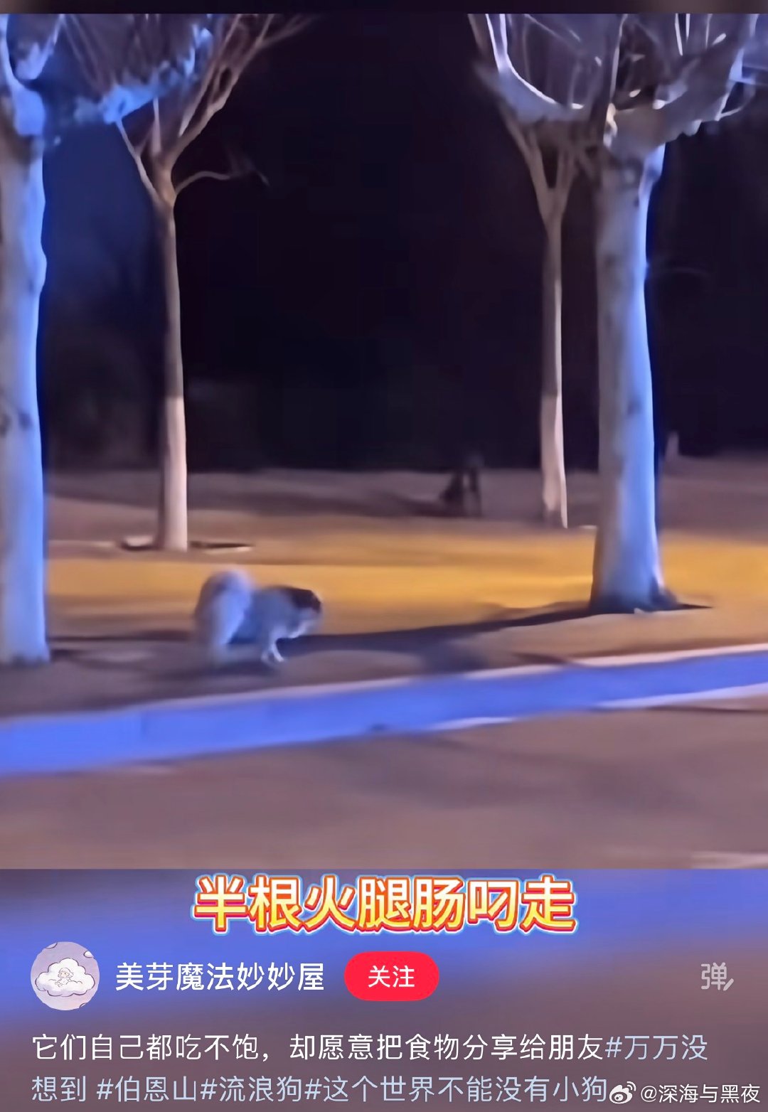 还有最近的一个网红边牧“锄头”被偷走180块钱卖给狗肉馆这个事，反过来让我想起另