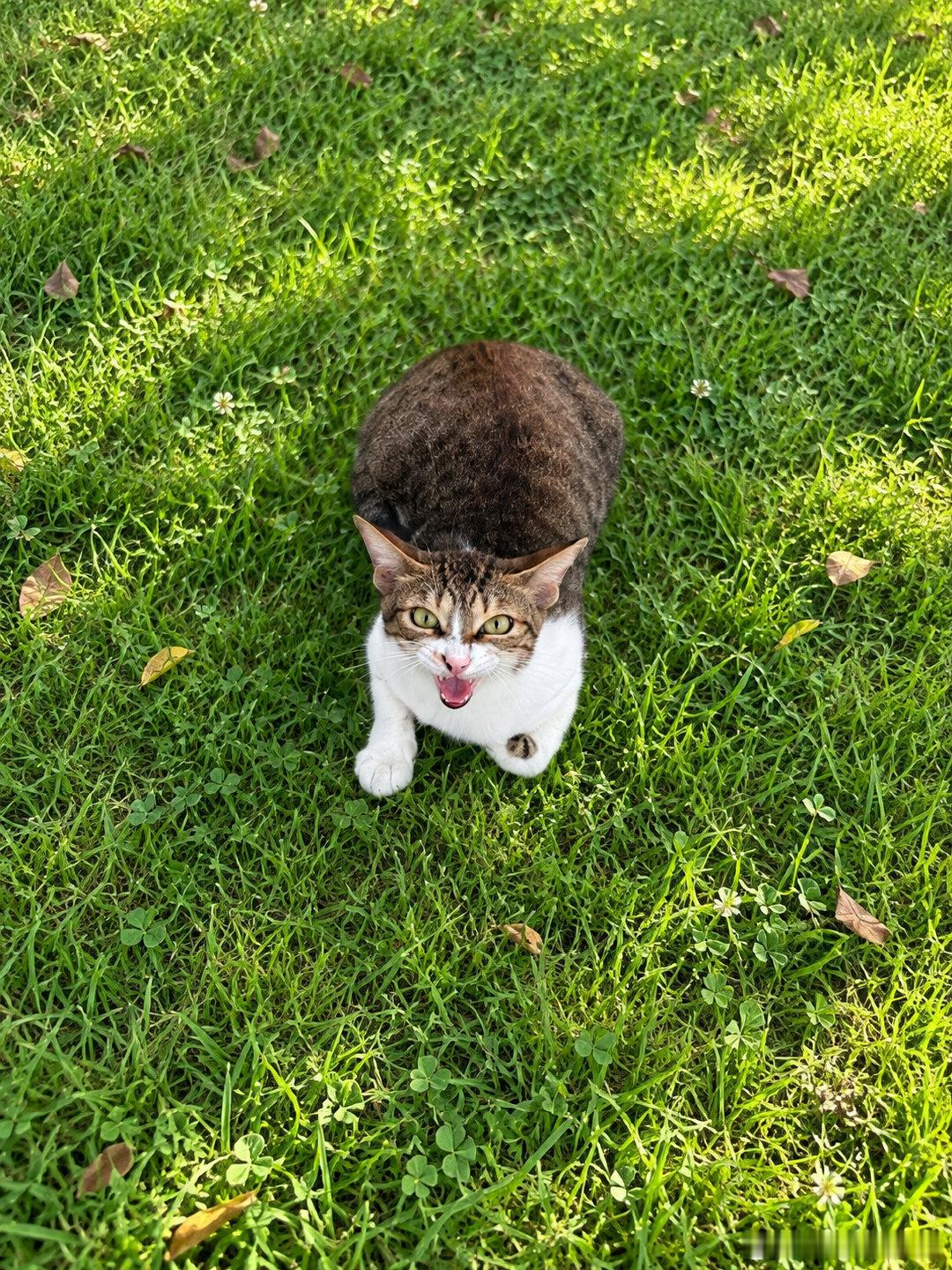 和多多出门散步消食，遇到一只奶凶奶凶的小野猫。 猫咪怕狗狗，狗狗又喜欢逗猫咪玩，