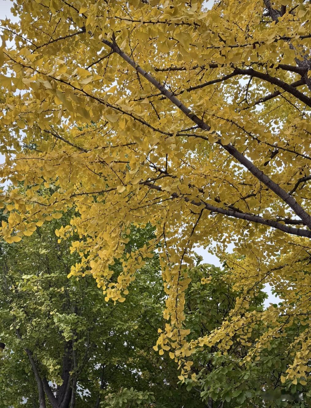 本来应该晒着太阳赏银杏的季节
却活生生冻成了狗[笑哭]
老舍先生说，北平的秋是天