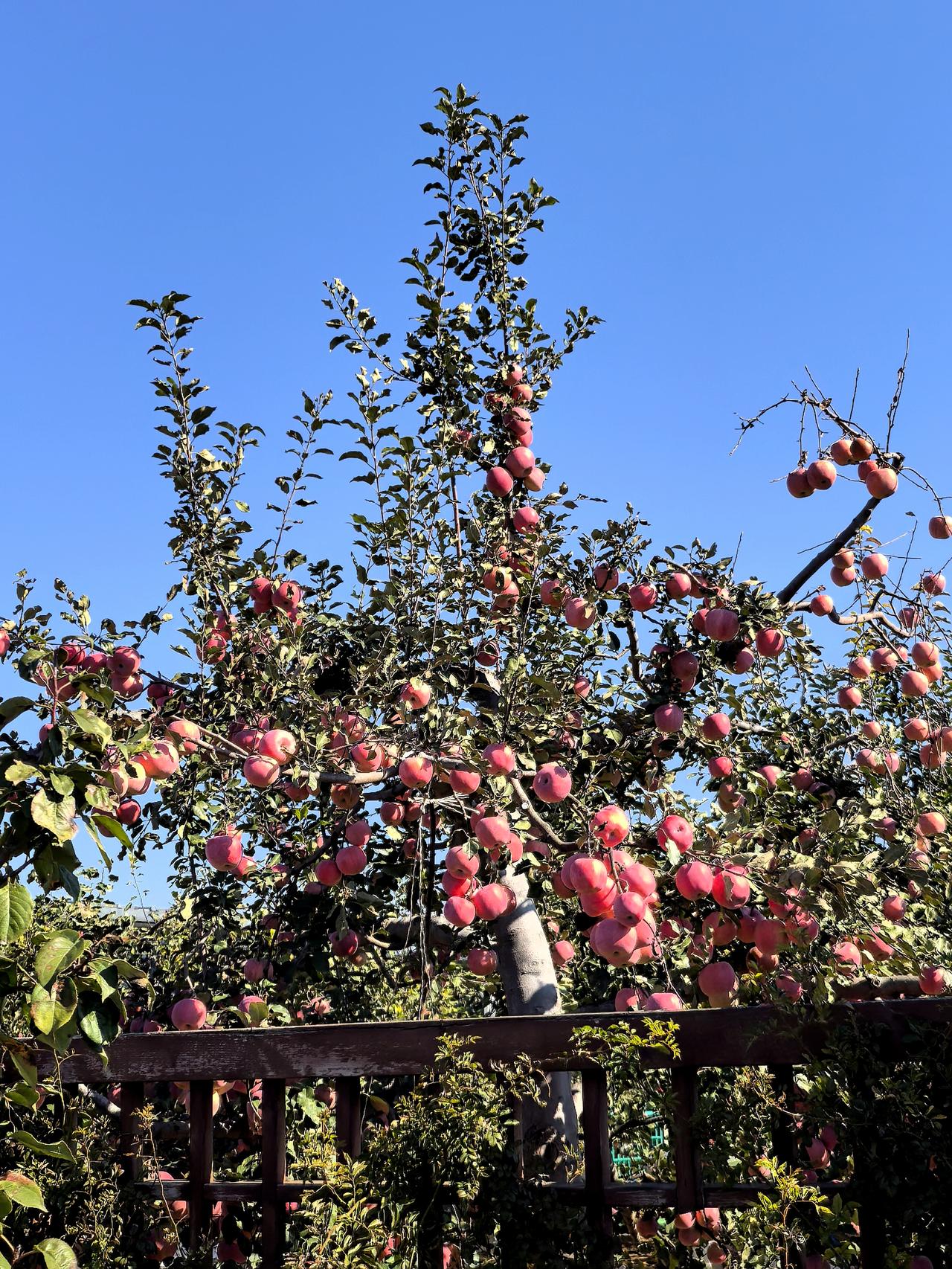 随手拍下每一天的美好延庆县里炮村的苹果🍎采摘啦，口感不错，咬上一口，汁水满口，
