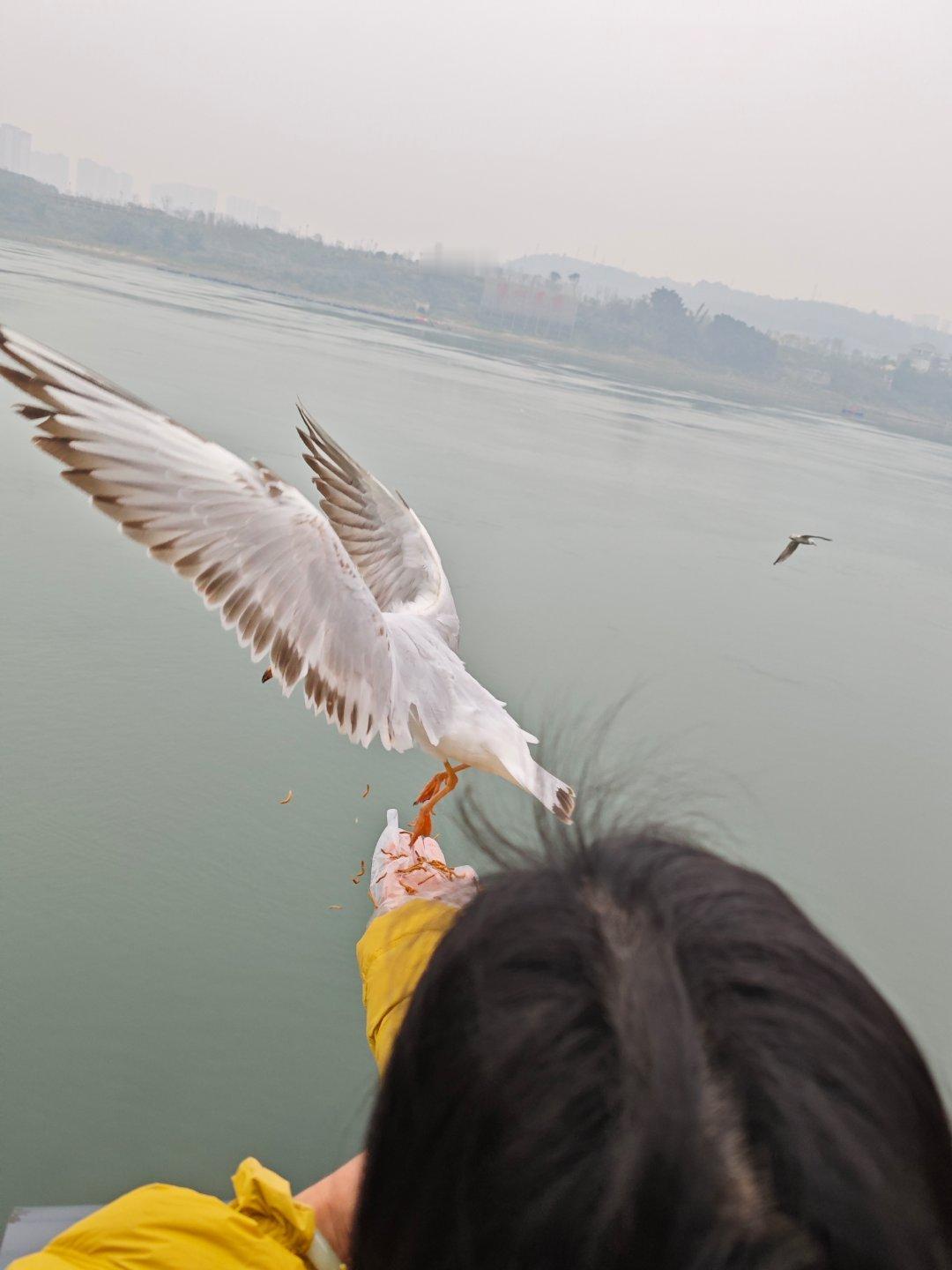 秦岭笑谈 【情暖冬日江滩，守护飞羽精灵】  在践行生态文明理念、共建人与自然和谐
